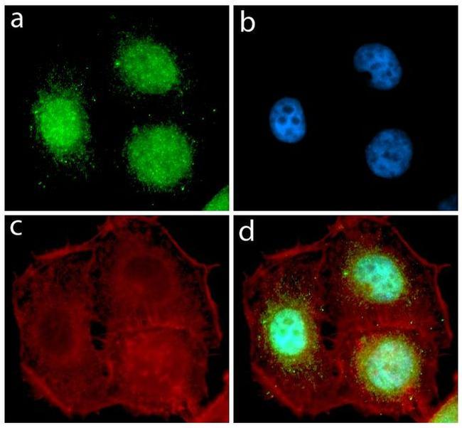 Rex1 Antibody in Immunocytochemistry (ICC/IF)