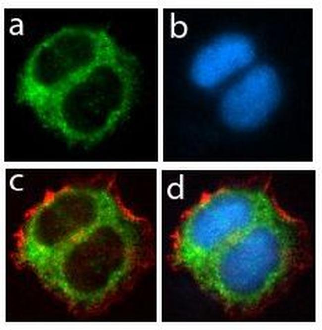 Granulins Antibody in Immunocytochemistry (ICC/IF)