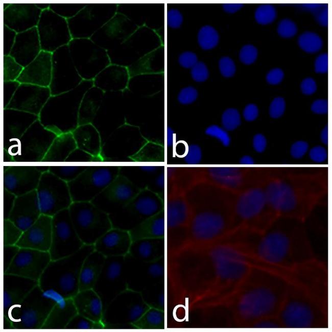 Occludin Antibody in Immunocytochemistry (ICC/IF)