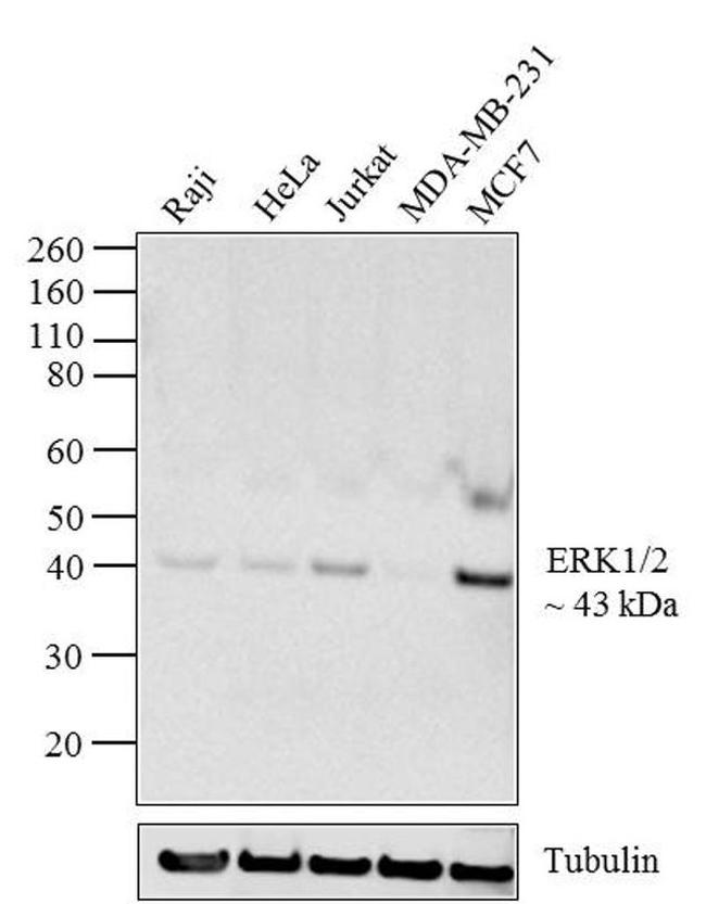 ERK1/ERK2 Antibody in Western Blot (WB)