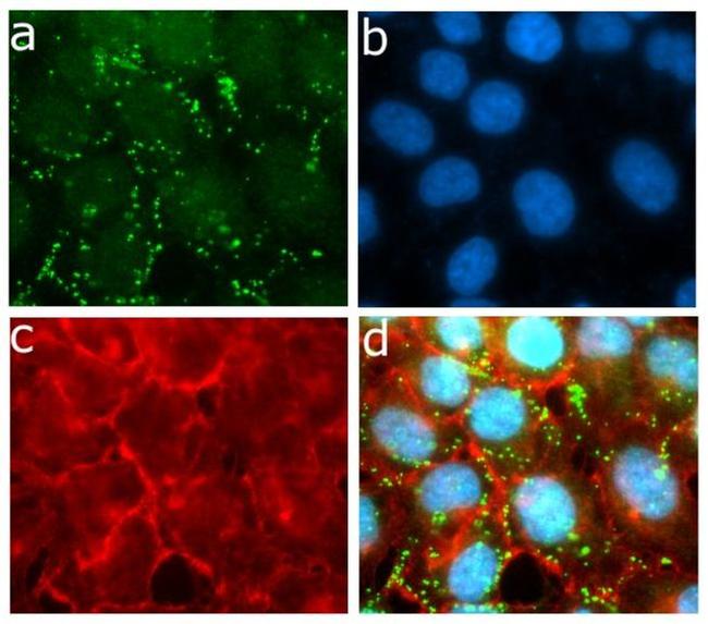 ApoC3 Antibody in Immunocytochemistry (ICC/IF)