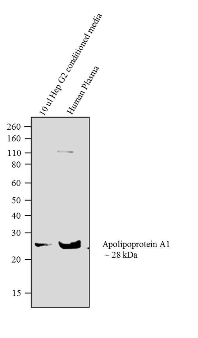 ApoA1 Antibody in Western Blot (WB)