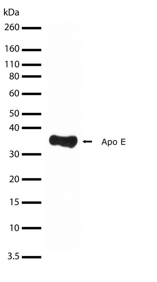 APOE Antibody in Western Blot (WB)