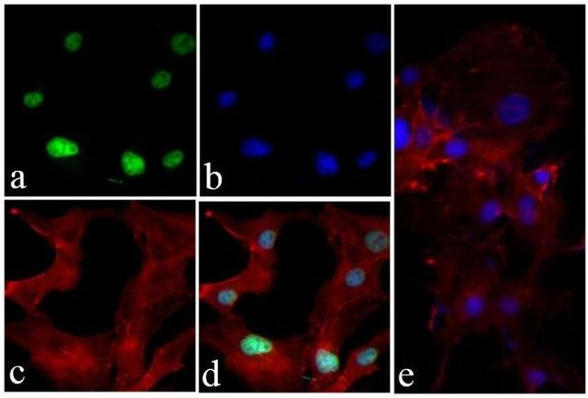 Phospho-Histone H3 (Ser10) Antibody in Immunocytochemistry (ICC/IF)