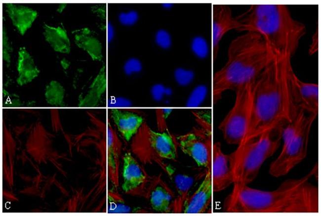 p70 S6 Kinase Antibody in Immunocytochemistry (ICC/IF)