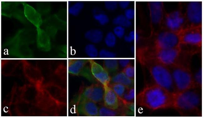 6x-His Tag Antibody in Immunocytochemistry (ICC/IF)