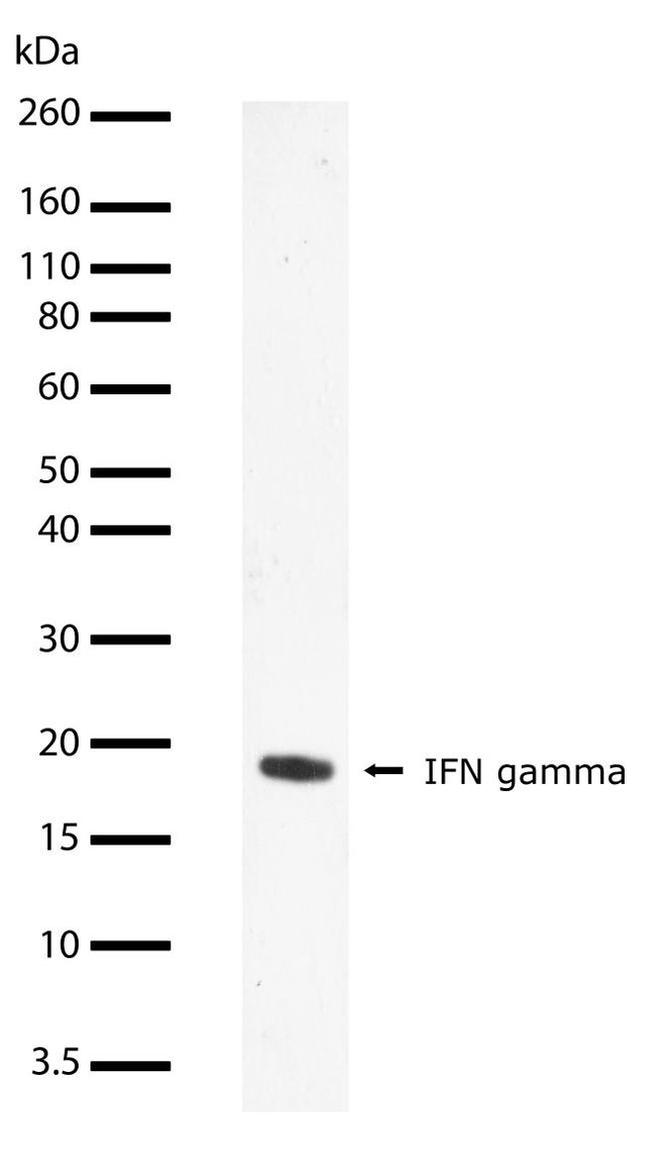 IFN gamma Antibody in Western Blot (WB)