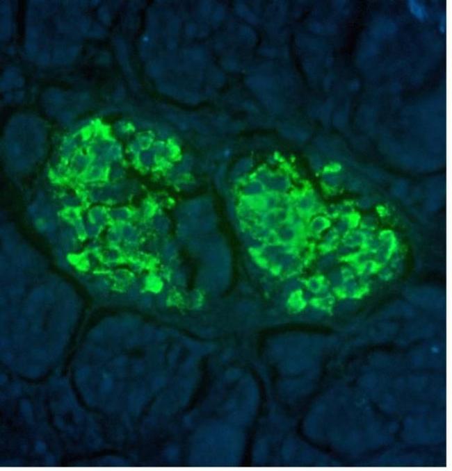 Insulin Antibody in Immunohistochemistry (IHC)