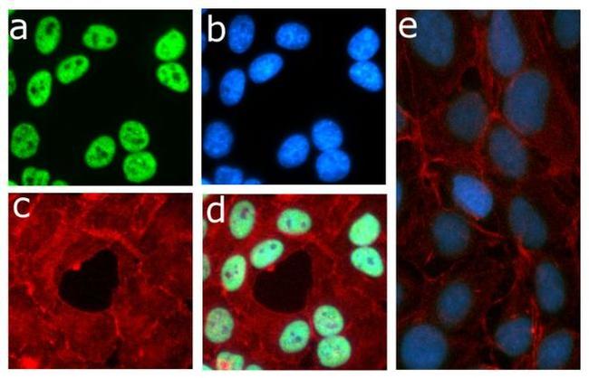 Phospho-Rb (Thr821) Antibody in Immunocytochemistry (ICC/IF)