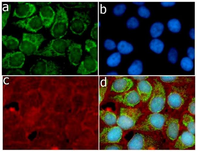 S100B Antibody in Immunocytochemistry (ICC/IF)