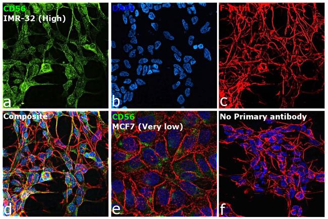 CD56 Antibody in Immunocytochemistry (ICC/IF)