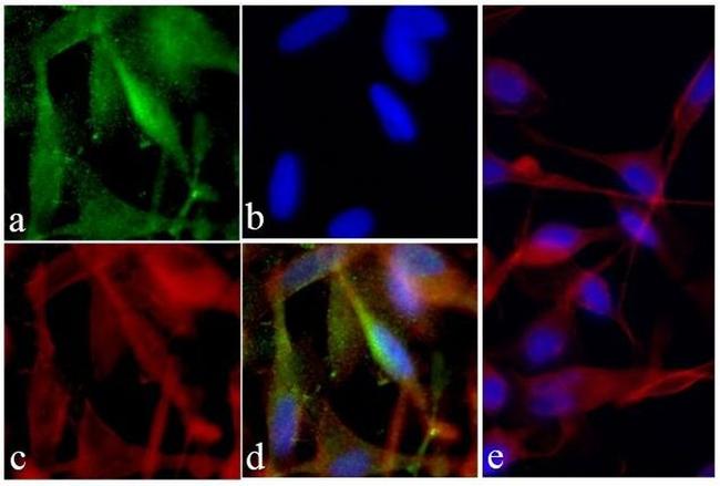 PI3K p85/p55 Antibody in Immunocytochemistry (ICC/IF)