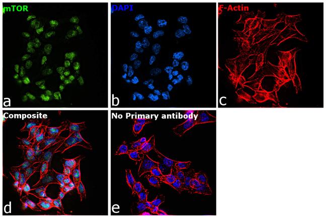 mTOR Antibody in Immunocytochemistry (ICC/IF)