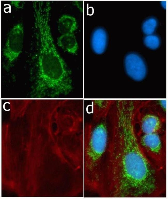 CD44 Antibody in Immunocytochemistry (ICC/IF)