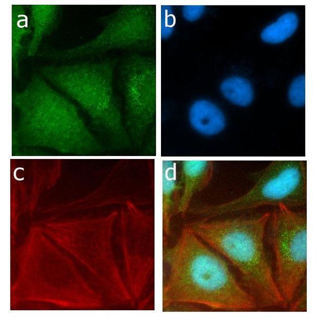 SRC Antibody in Immunocytochemistry (ICC/IF)