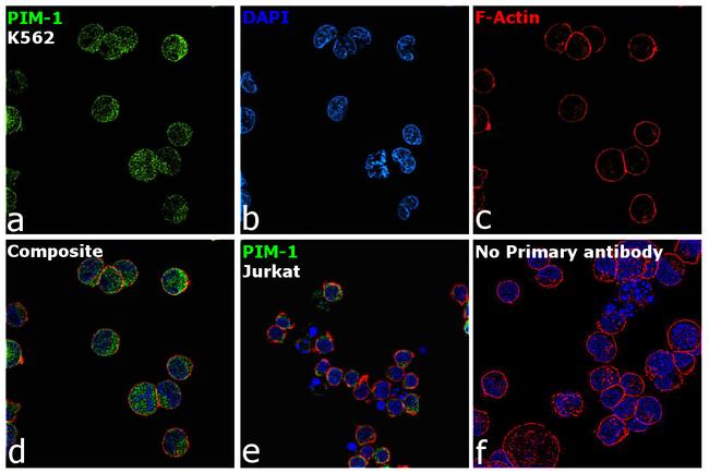 PIM1 Antibody in Immunocytochemistry (ICC/IF)