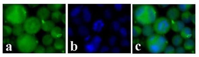 c-Kit Antibody in Immunocytochemistry (ICC/IF)