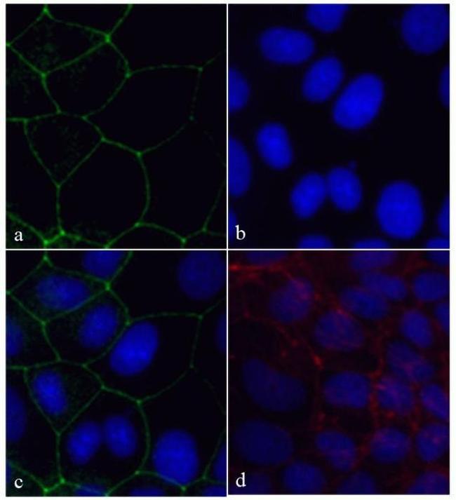 ZO-1 Antibody in Immunocytochemistry (ICC/IF)