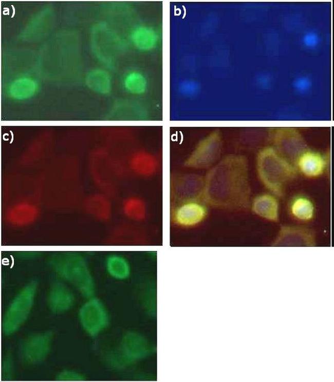 Nrf2 Antibody in Immunocytochemistry (ICC/IF)