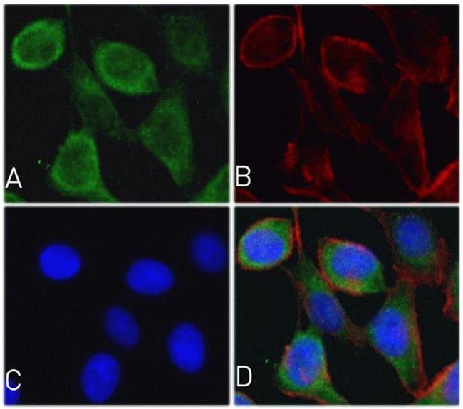 Cytochrome C Antibody in Immunocytochemistry (ICC/IF)