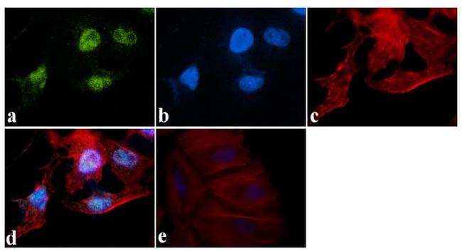 KLF4 Antibody in Immunocytochemistry (ICC/IF)