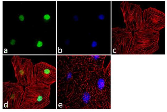 JunB Antibody in Immunocytochemistry (ICC/IF)