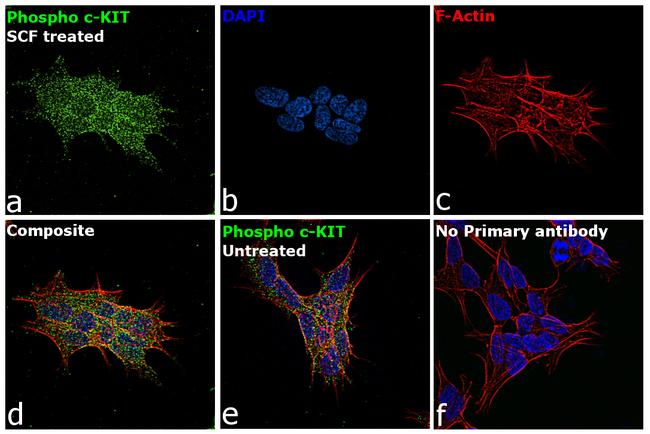 Phospho-c-Kit (Tyr703) Antibody in Immunocytochemistry (ICC/IF)