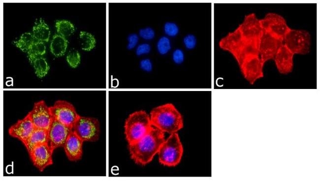 Phospho-EGFR (Tyr1086) Antibody in Immunocytochemistry (ICC/IF)