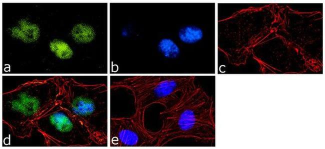 OCT4 Antibody in Immunocytochemistry (ICC/IF)