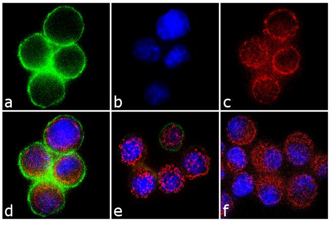 Phospho-c-Met (Tyr1349) Antibody in Immunocytochemistry (ICC/IF)