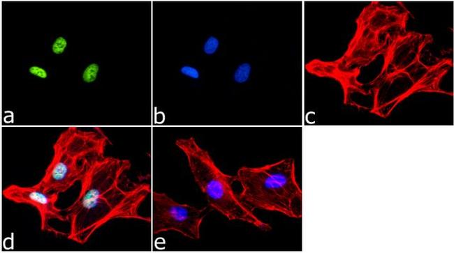 H3K4me2 Antibody in Immunocytochemistry (ICC/IF)