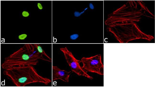 H3K9me1 Antibody in Immunocytochemistry (ICC/IF)