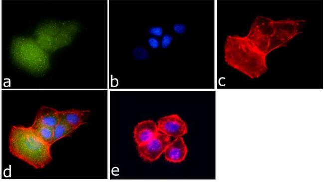 Phospho-FOXO4 (Thr28) Antibody in Immunocytochemistry (ICC/IF)