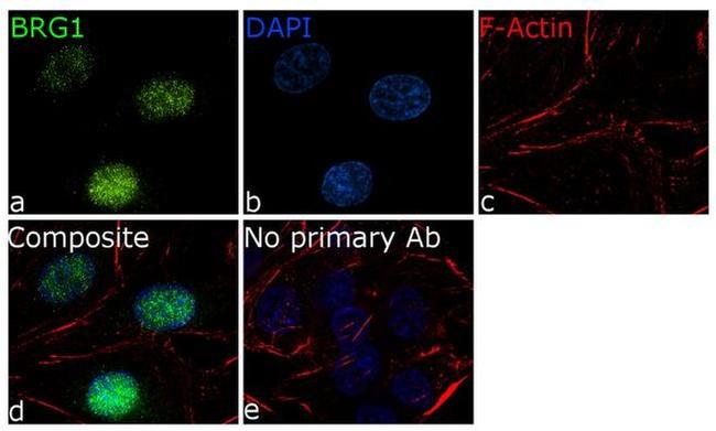 BRG1 Antibody in Immunocytochemistry (ICC/IF)