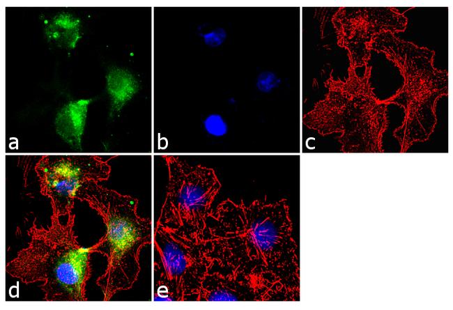 Glutamine Synthetase Antibody in Immunocytochemistry (ICC/IF)