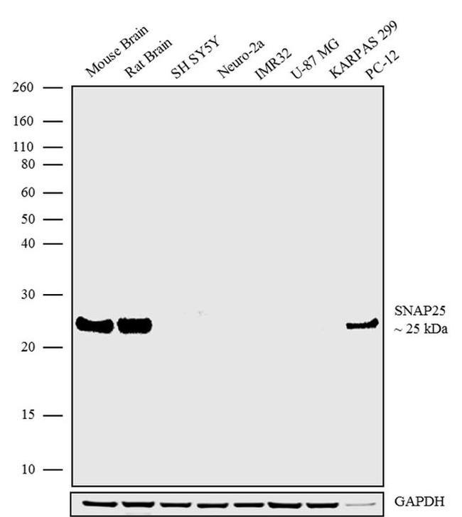 SNAP25 Antibody in Western Blot (WB)