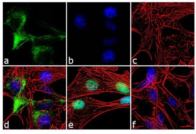 NF-H Antibody in Immunocytochemistry (ICC/IF)