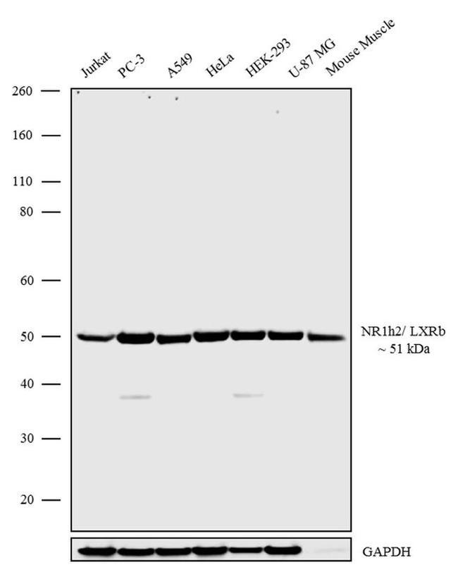 LXR beta Antibody in Western Blot (WB)