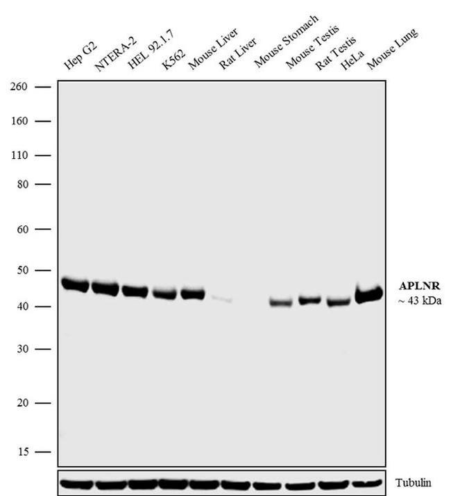 Apelin Receptor Antibody in Western Blot (WB)