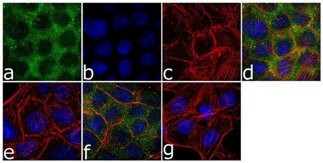 Phospho-WEE1 (Ser642) Antibody in Immunocytochemistry (ICC/IF)