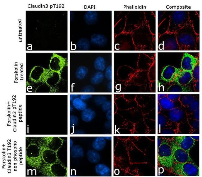 Phospho-Claudin 3 (Thr192) Antibody in Immunocytochemistry (ICC/IF)