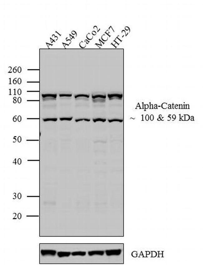 alpha Catenin Antibody in Western Blot (WB)