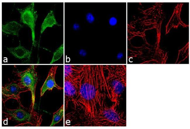 AKT Pan Antibody in Immunocytochemistry (ICC/IF)