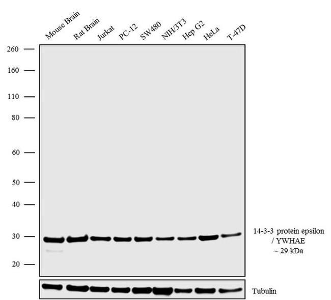 14-3-3 epsilon Antibody in Western Blot (WB)