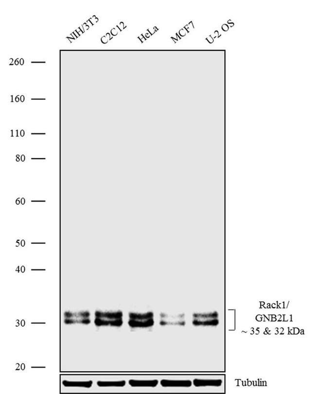 RACK1 Antibody in Western Blot (WB)