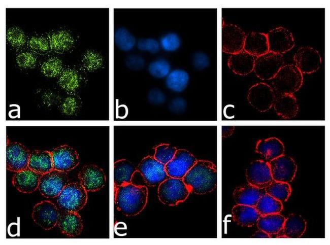 IRF8 Antibody in Immunocytochemistry (ICC/IF)