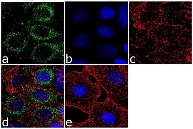 WNK1 Antibody in Immunocytochemistry (ICC/IF)