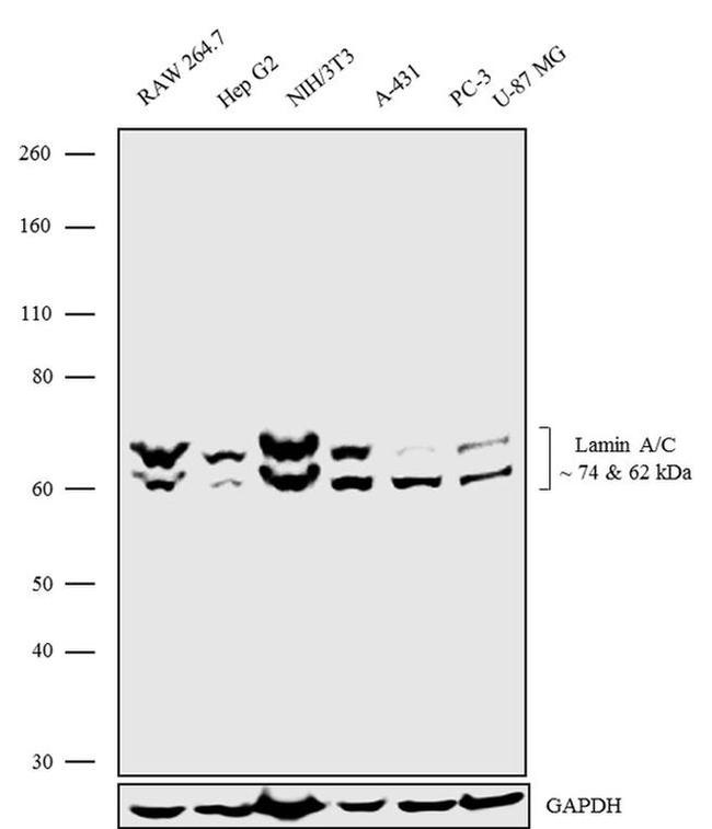 Lamin A/C Antibody in Western Blot (WB)