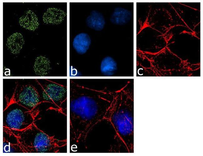 JARID2 Antibody in Immunocytochemistry (ICC/IF)