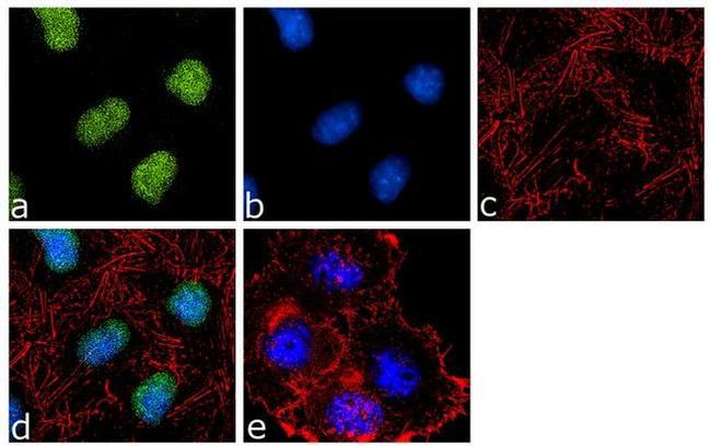 BAF53A Antibody in Immunocytochemistry (ICC/IF)